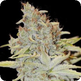 Furious Candy Feminised Seeds Furious Candy Feminised Seeds