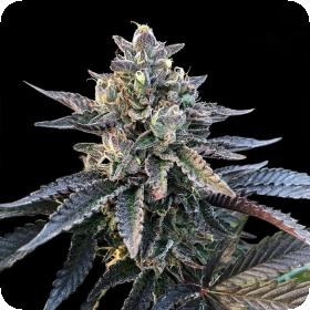 Gelato Sorbet Feminised Seeds (Sorbet Collection) Gelato Sorbet Feminised Seeds (Sorbet Collection)
