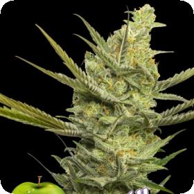 Gipsy Haze Feminised Seeds Gipsy Haze Feminised Seeds