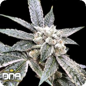Golden Berry Feminised Seeds Golden Berry Feminised Seeds