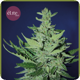 Goliath Auto Feminised Seeds Goliath Auto Feminised Seeds