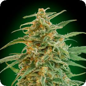 Gorilla Auto Jpg