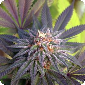 Grand Poohbah Regular Seeds Grand Poohbah Regular Seeds