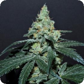 Grape Snow Cone Regular Seeds Grape Snow Cone Regular Seeds