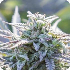 Grape SnowTrain Regular Seeds Grape SnowTrain Regular Seeds