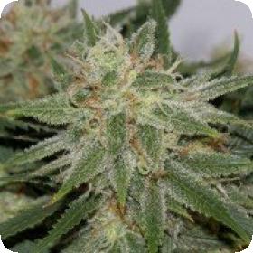 Grapefruit Feminised Seeds Grapefruit Feminised Seeds