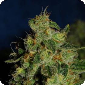 Green Crack Feminised Seeds Green Crack Feminised Seeds