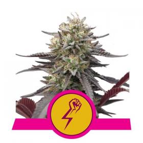 Green Punch Feminised Seeds Green Punch Feminised Seeds