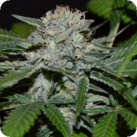 Hash Fruit Regular Seeds Hash Fruit Regular Seeds