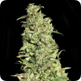 High Level Feminised Seeds High Level Feminised Seeds