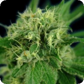 Jack Herer Feminised Seeds Jack Herer Feminised Seeds