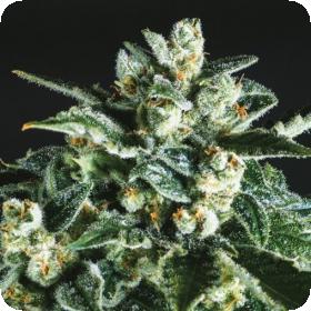 Jack Herer x SCBDX Feminised Seeds