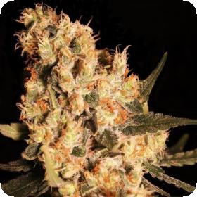 Jamaican Dream Feminised Seeds Jamaican Dream Feminised Seeds