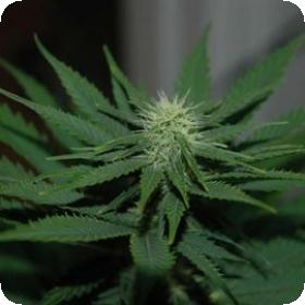 Jock Horror Feminised Seeds Jock Horror Feminised Seeds