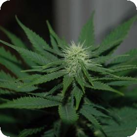Jock Horror Regular Seeds Jock Horror Regular Seeds