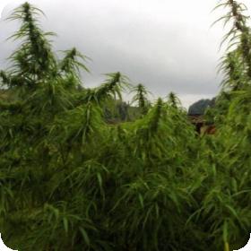 Johaar Regular Seeds Johaar Regular Seeds