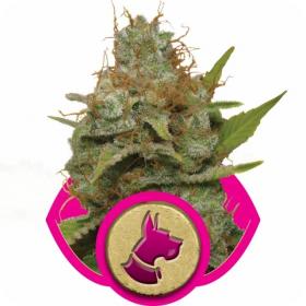 Kali Dog Feminised Seeds Kali Dog Feminised Seeds