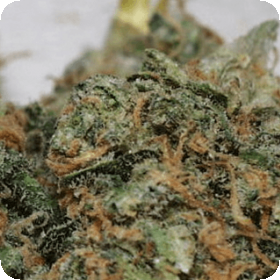 California Special Feminised Seeds California Special Feminised Seeds