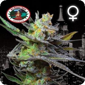 King Kong Feminised Seeds King Kong Feminised Seeds