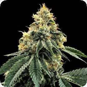 Kosher Dawg Feminised Seeds Kosher Dawg Feminised Seeds