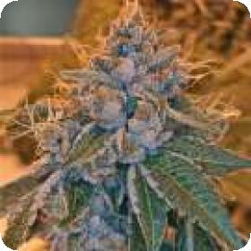 Kosher Kush Feminised Seeds Kosher Kush Feminised Seeds