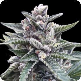 Kosher Sorbet Feminised Seeds (Sorbet Collection) Kosher Sorbet Feminised Seeds (Sorbet Collection)