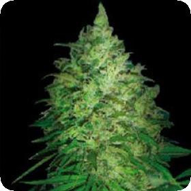 S. African Kwazulu Feminised Seeds S. African Kwazulu Feminised Seeds