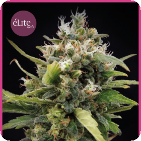 La Rica Classic THC Feminised Seeds La Rica Classic THC Feminised Seeds
