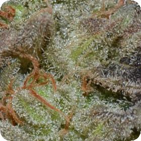 Lavender Auto Feminised Seeds Lavender Auto Feminised Seeds