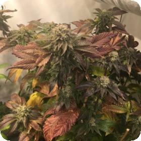 Legend OGK FEMINISED Seeds Legend OGK FEMINISED Seeds