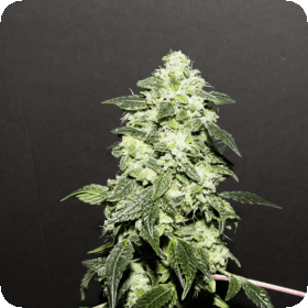 Lemon Funk Regular Seeds Lemon Funk Regular Seeds