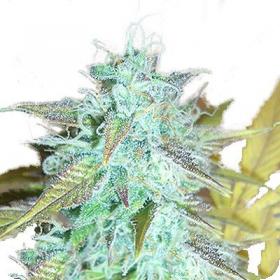 Lemon Haze Auto Feminised Seeds Lemon Haze Auto Feminised Seeds