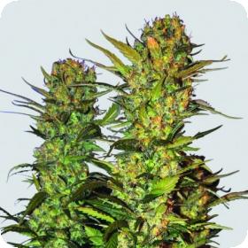 Lithium OG Kush Feminised Seeds Lithium OG Kush Feminised Seeds