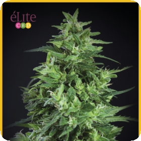 Llimonet Haze Ultra CBD Feminised Seeds Llimonet Haze Ultra CBD Feminised Seeds