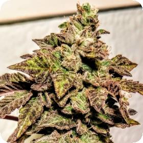 London Cookies Regular Seeds London Cookies Regular Seeds