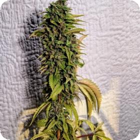 London OG Regular Seeds London OG Regular Seeds