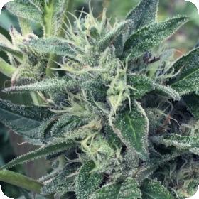 Lost Coast x SCBDX Feminised Seeds