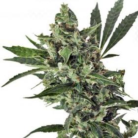 MED GOM 1.0 Auto Feminised Seeds MED GOM 1.0 Auto Feminised Seeds