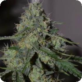 Mep Alien Vs Triangle Jpg