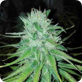Michoacan Cream Regular Seeds Michoacan Cream Regular Seeds