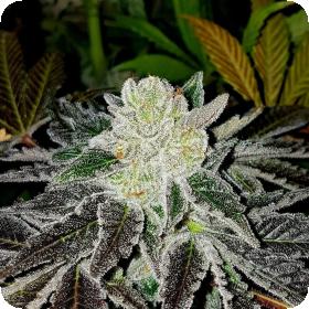 Miley Biker Ltd. Edition Regular Seeds Miley Biker Ltd. Edition Regular Seeds