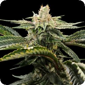 Miss U.S.A. Feminised Seeds Miss U.S.A. Feminised Seeds
