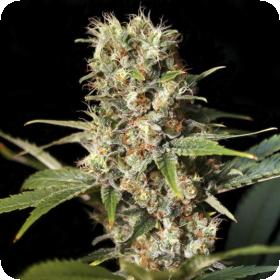 Missing in Barcelona (M.I.B.) Feminised Seeds Missing in Barcelona (M.I.B.) Feminised Seeds