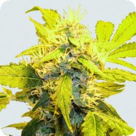 Misty Kush Feminised Seeds Misty Kush Feminised Seeds