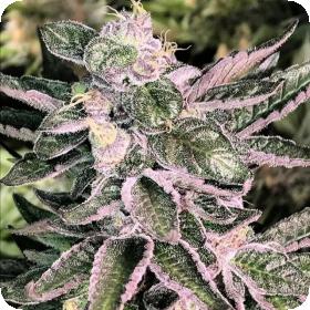 Moonshine Cookies Regular Seeds