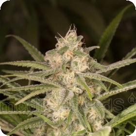 No Name Auto Feminised Seeds No Name Auto Feminised Seeds