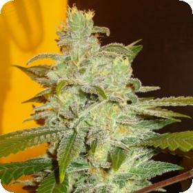 Northern Lights Feminised Seeds