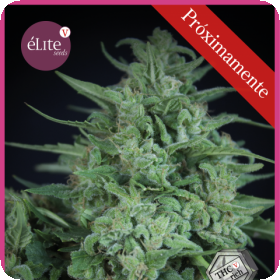 Novarine THCV:THC Feminised Seeds Novarine THCV:THC Feminised Seeds