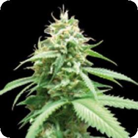 Obsession Feminised Seeds Obsession Feminised Seeds