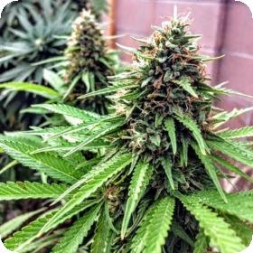 OG Dawg Stomper Regular Seeds OG Dawg Stomper Regular Seeds